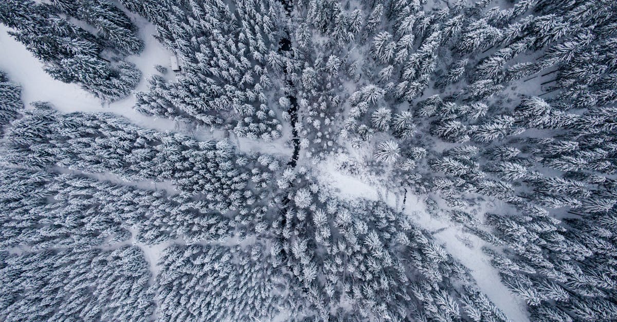 découvrez l'art de la photographie de nature, où chaque image capture la beauté et la sérénité du monde naturel. plongez dans des paysages à couper le souffle, des animaux sauvages et des moments éphémères à travers un objectif. inspirez-vous pour immortaliser la magie de la nature par vos propres photos.