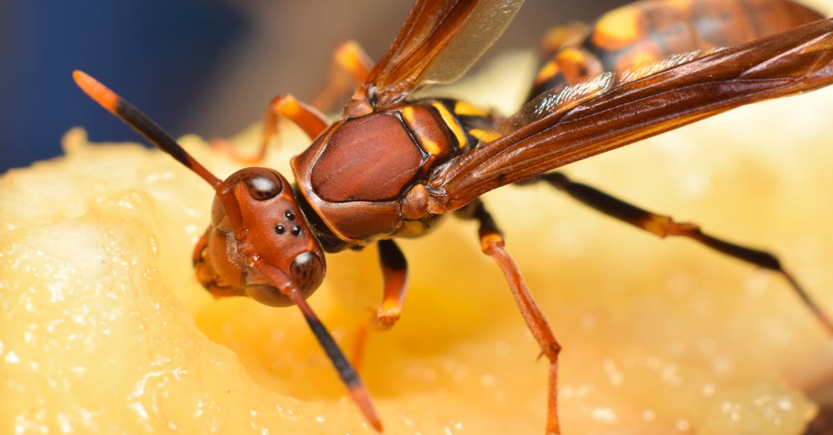 L’importance de la recherche en photographie de nature