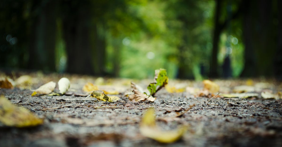 découvrez l'art de la photographie à travers des conseils, des techniques et des inspirations pour capturer des moments inoubliables avec votre appareil photo. que vous soyez débutant ou photographe expérimenté, plongez dans un univers visuel fascinant.
