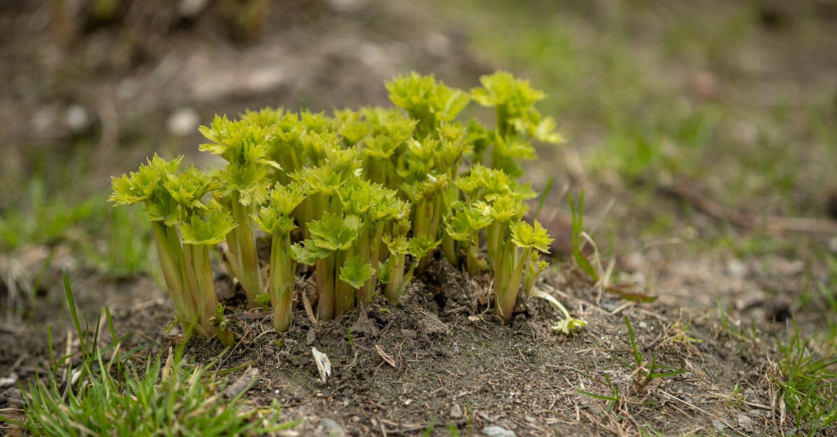 découvrez comment créer un jardin d'herbes durable qui allie respect de l'environnement et plaisir de la culture. apprenez à choisir les bonnes plantes, à utiliser des techniques de jardinage écologique et à contribuer à la biodiversité, tout en savourant des herbes fraîches à portée de main.