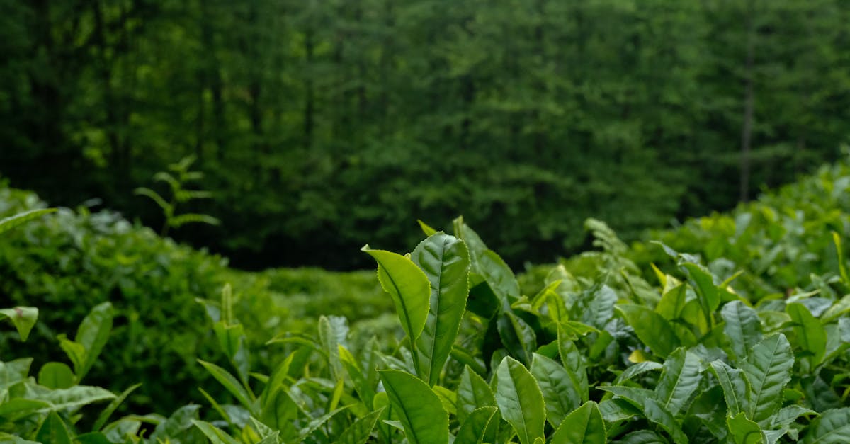 découvrez comment créer un jardin d'herbes durable, alliant écologie et gastronomie. obtenez des conseils pratiques sur le choix des plantes, l'entretien et les méthodes de culture respectueuses de l'environnement pour profiter d'herbes fraîches tout au long de l'année.