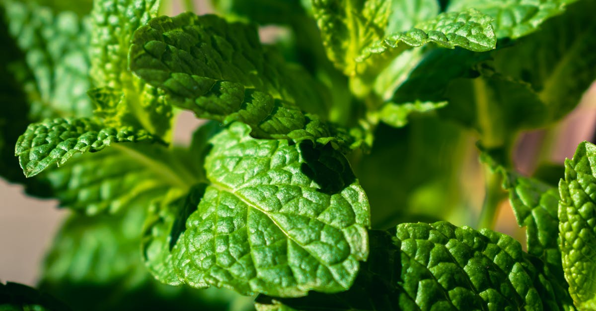 découvrez comment créer un jardin d'herbes durables, alliant écologie et biodiversité. apprenez des techniques de culture respectueuses de l'environnement pour profiter d'herbes fraîches tout en préservant la nature. idéal pour les jardiniers débutants et expérimentés soucieux de leur impact écologique.