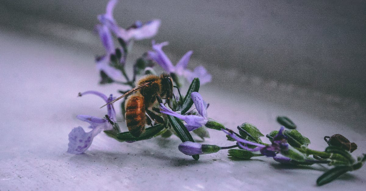 Comment créer un jardin d’herbes aromatiques avec des méthodes durables