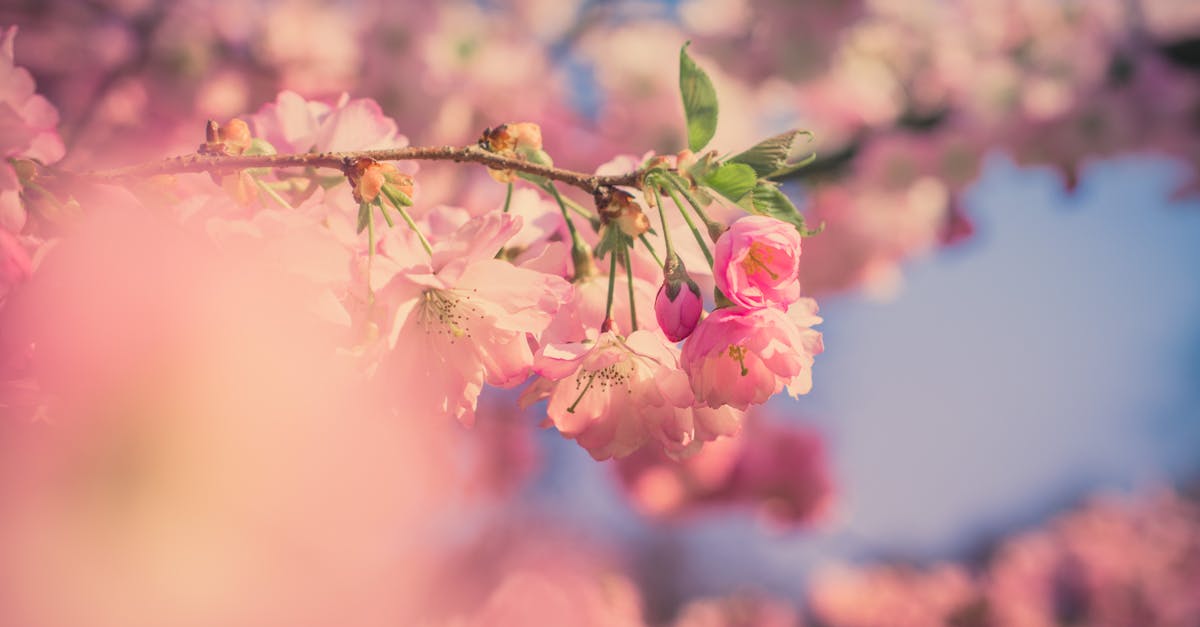 découvrez l'univers fascinant de la macro photographie, où chaque détail prend vie à travers des images époustouflantes de la nature et des objets du quotidien. apprenez des astuces, techniques et inspirations pour capturer des plan rapprochés incroyables qui révèlent la beauté cachée du monde qui nous entoure.
