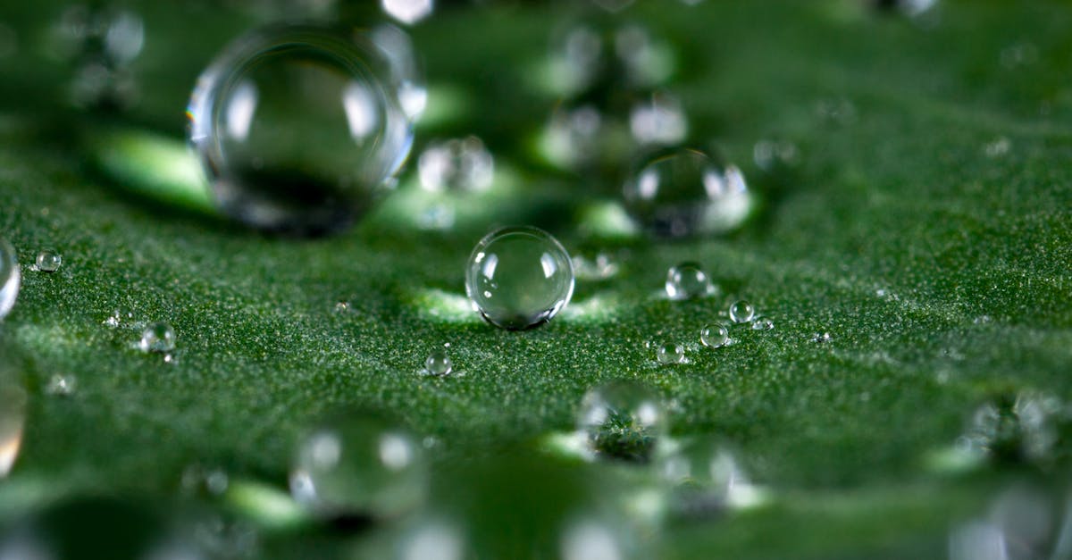 explorez l'univers fascinant de la macrophotographie, où chaque détail devient une œuvre d'art. découvrez des techniques, des astuces et des inspirations pour capturer la beauté secrète du monde miniature qui nous entoure.