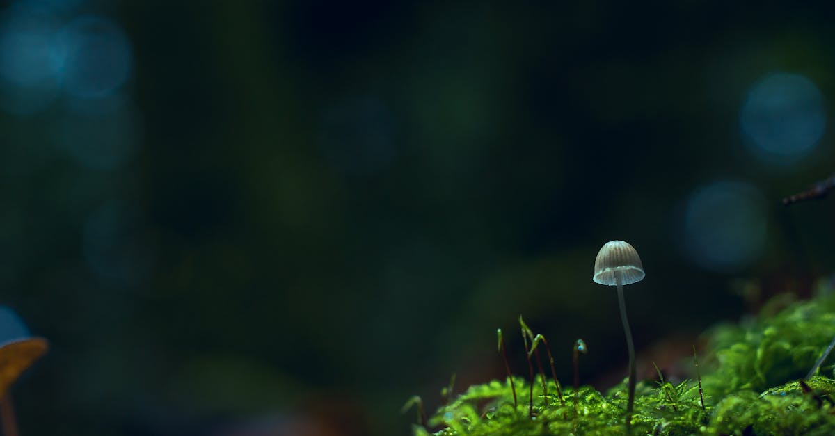 découvrez l'art fascinant de la photographie macro, une technique qui capture les détails infimes de la nature et des objets du quotidien, révélant des mondes invisibles à l'œil nu. plongez dans cet univers où chaque image raconte une histoire captivante.