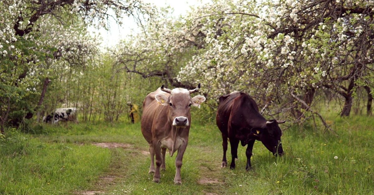 découvrez des portraits d'animaux fascinants, capturant la beauté et l'intensité de vos compagnons à quatre pattes. explorez notre collection unique d'œuvres artistiques qui célèbrent la diversité du règne animal, parfaite pour les amoureux des animaux et les amateurs d'art.