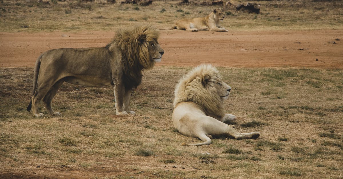découvrez des portraits animaliers captivants qui révèlent la beauté et l'émotion des animaux. chaque image raconte une histoire unique, mettant en valeur la majesté et le caractère de nos amis à quatre pattes. plongez dans un monde où l'art et la nature se rencontrent.