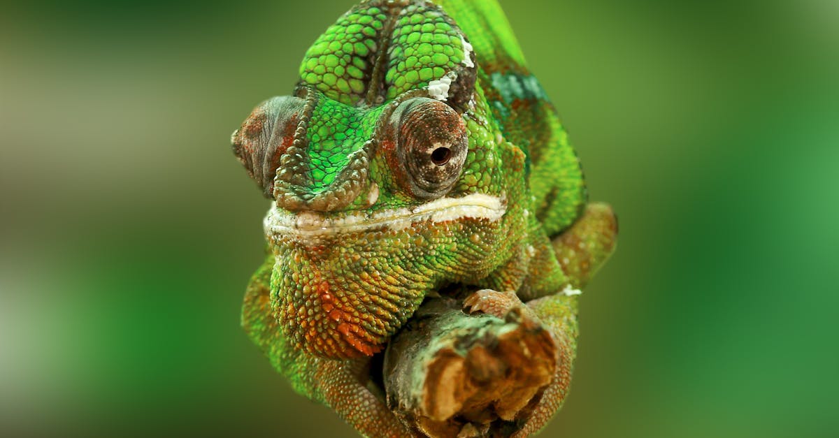 découvrez une collection fascinante de portraits d'animaux qui capturent la beauté et l'unicité de chaque créature. plongez dans un monde où chaque image raconte une histoire captivante et met en valeur la vie sauvage avec élégance.