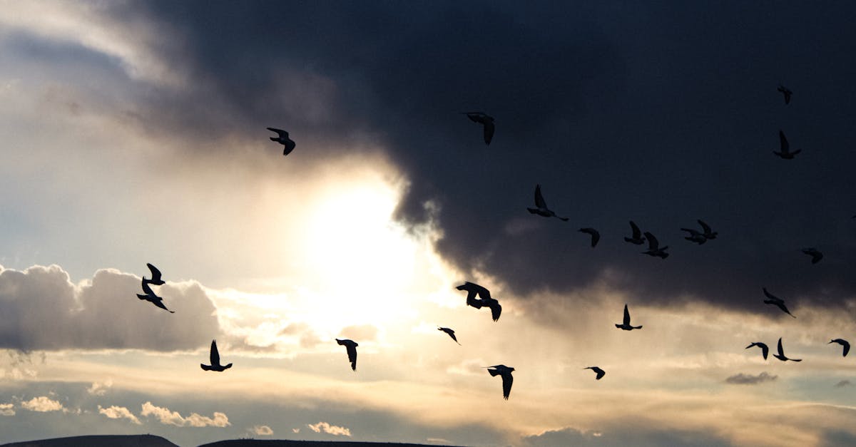 découvrez l'art de la photographie de nuages, une technique captivante qui capture la beauté changeante du ciel. apprenez des astuces pour immortaliser des paysages uniques et explorez les meilleures pratiques pour sublimer vos clichés de nuages.