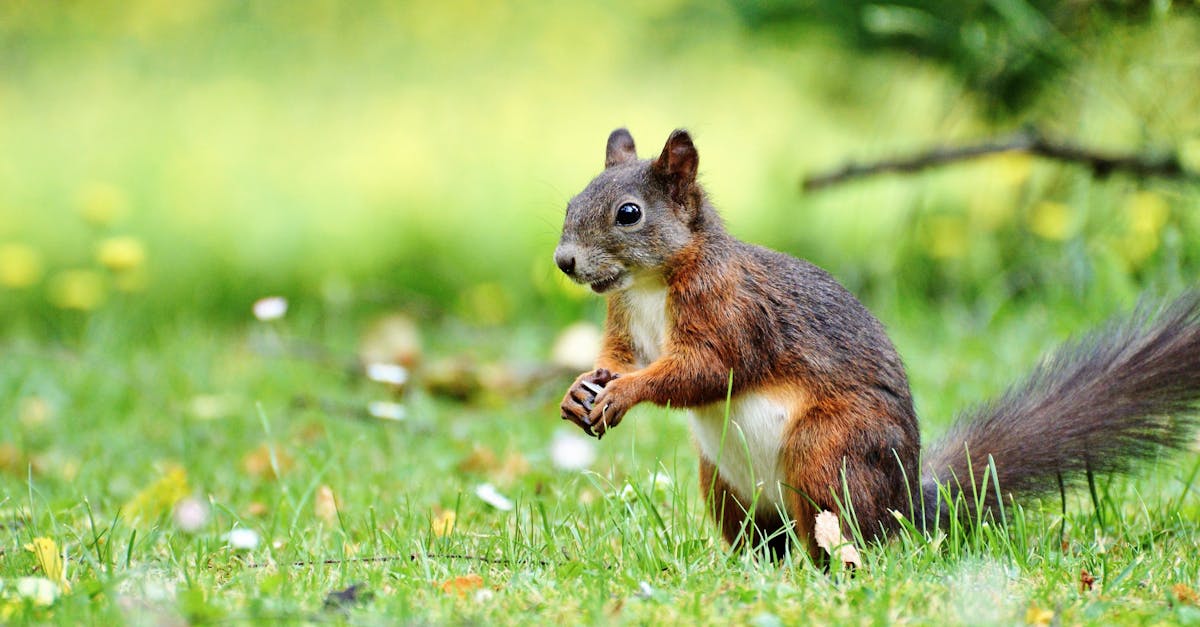 découvrez la profondeur de champ, un élément essentiel de la photographie qui influence la mise au point et l'esthétique de vos images. apprenez comment manipuler cette technique pour créer des effets visuels captivants et maîtrisez l'art de la composition photographique.