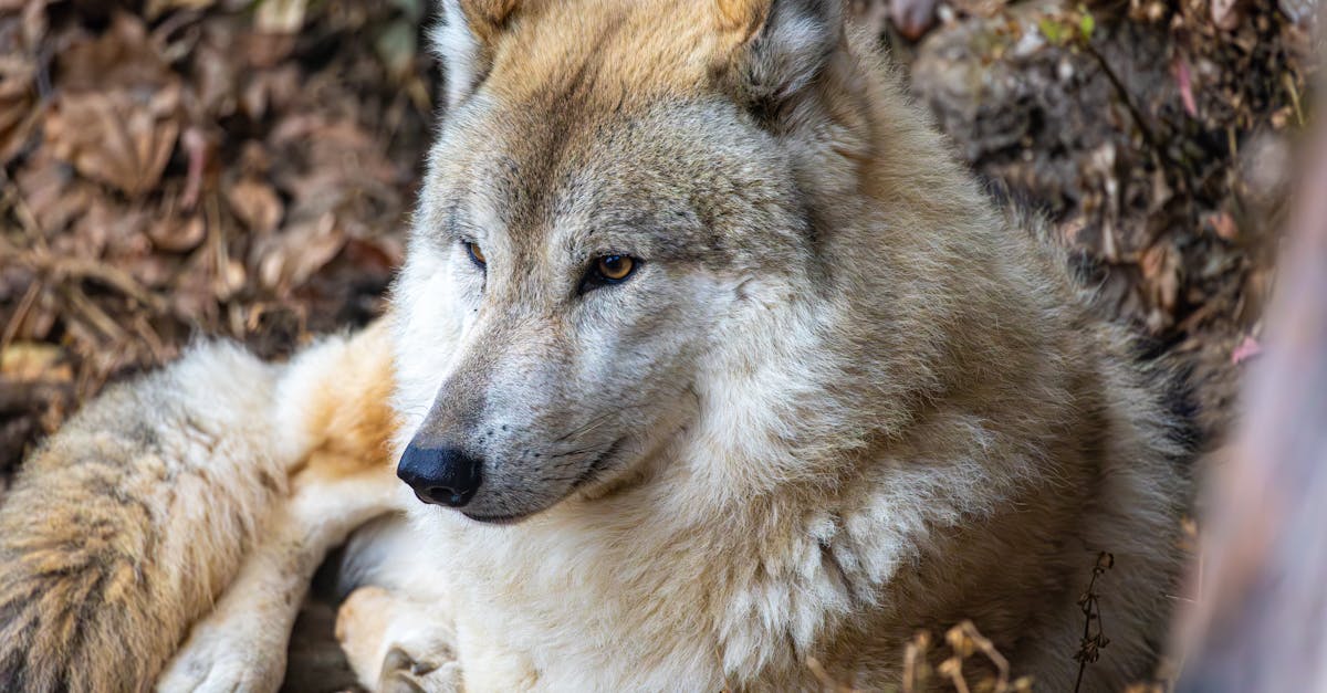 découvrez l'éco-jardin : un espace où la nature rencontre l'innovation durable. apprenez à cultiver des plantes respectueuses de l'environnement, à créer des potagers biologiques et à aménager des jardins qui favorisent la biodiversité. adoptez des pratiques écoresponsables pour un jardin à la fois esthétique et bénéfique pour la planète.
