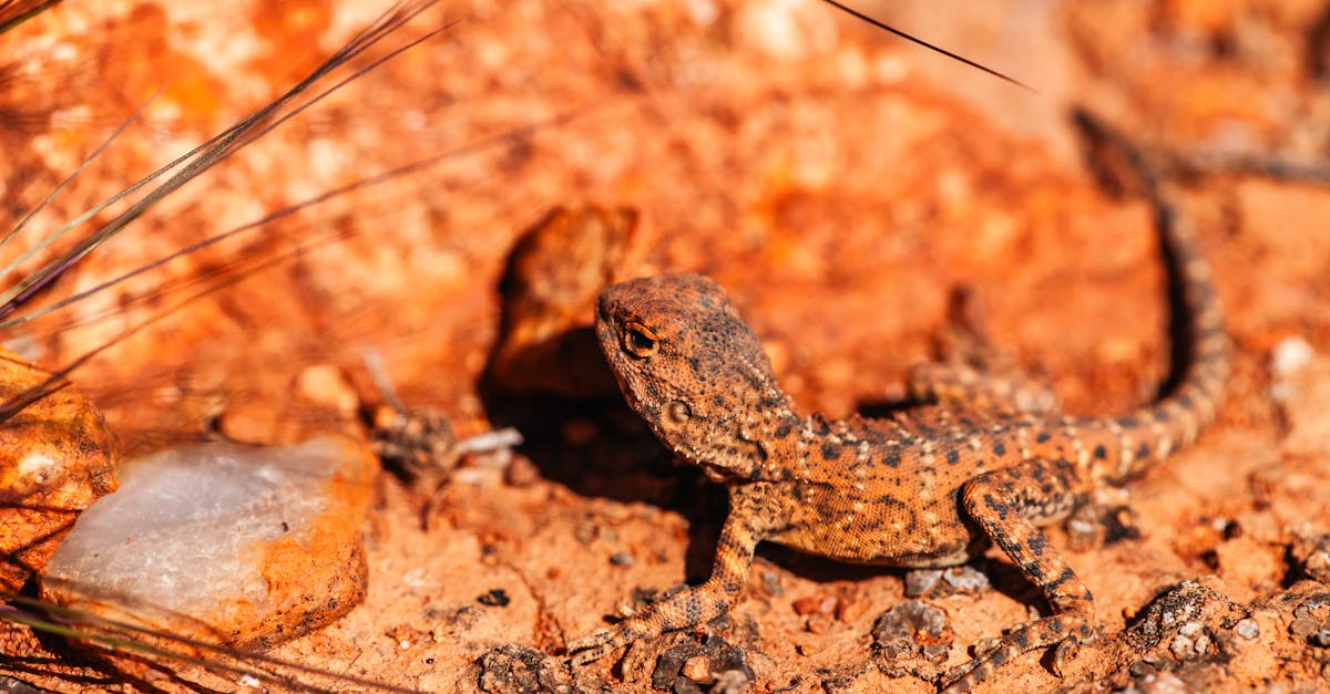 découvrez l'écotourisme, une forme de voyage responsable qui préserve la nature et soutient les communautés locales. explorez des destinations durables, immergez-vous dans des paysages majestueux et participez à des activités respectueuses de l'environnement tout en contribuant à la protection de notre planète.