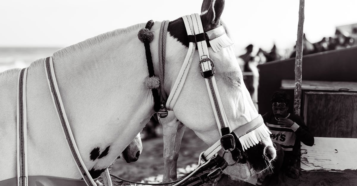 découvrez un portfolio captivant de photographie nature, mettant en valeur des paysages époustouflants et la beauté sauvage de notre planète. plongez dans un voyage visuel à travers des images de flore et faune, qui éveillent sens et émotions.
