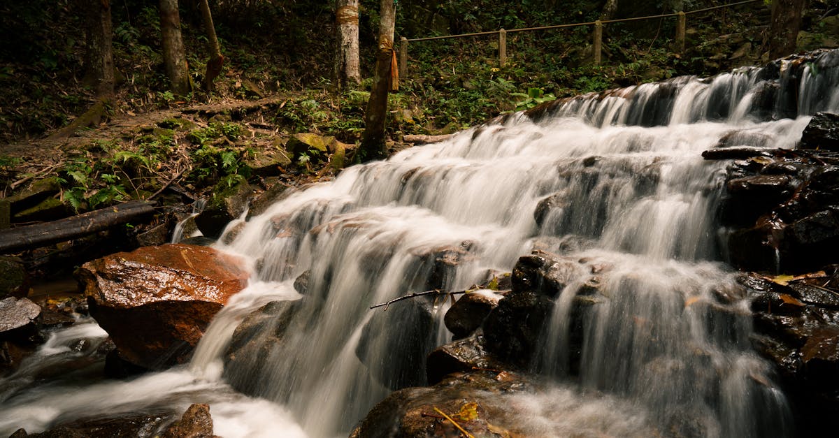 découvrez un portfolio captivant de photographie nature, mettant en avant des paysages époustouflants et la beauté de la faune. explorez des images saisissantes qui célèbrent la richesse du monde naturel et inspirent un profond respect pour notre environnement.