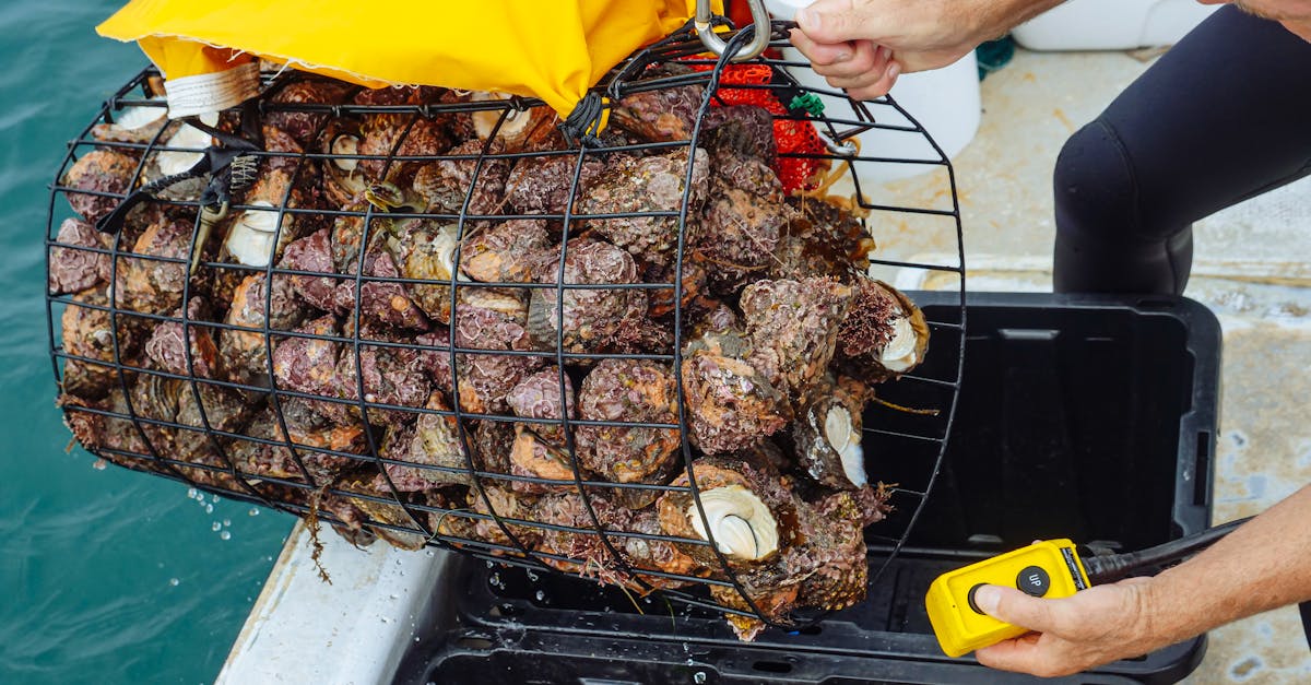 découvrez les pratiques de la pêche durable, qui préservent les ressources marines tout en assurant un équilibre écologique. apprenez comment cette approche contribue à la protection des océans et favorise des méthodes de pêche respectueuses de l'environnement.