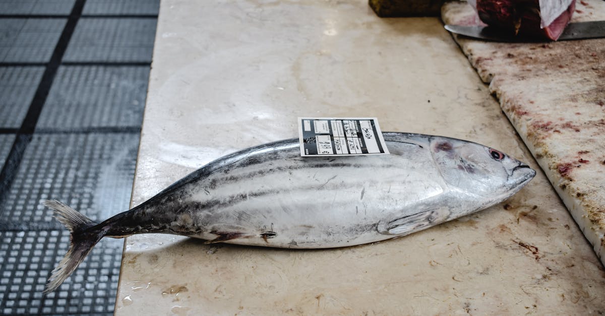 découvrez l'importance de la pêche durable, qui allie préservation des ressources marines et pratiques responsables. apprenez comment des méthodes de pêche écoresponsables protègent l'environnement tout en garantissant une économie viable pour les pêcheurs.